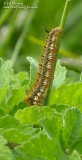 Caterpillar Wells 01_06_06